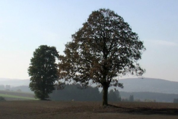 Bild 36