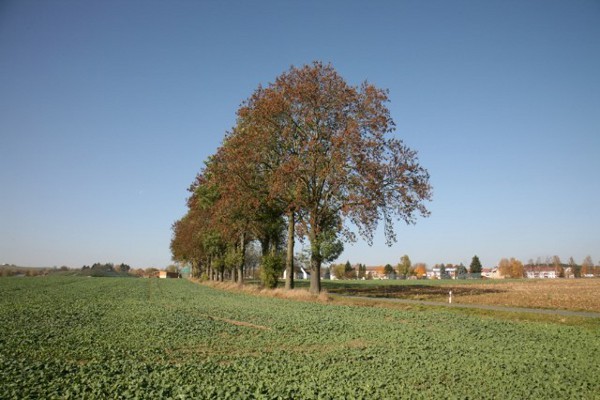 Bild 37